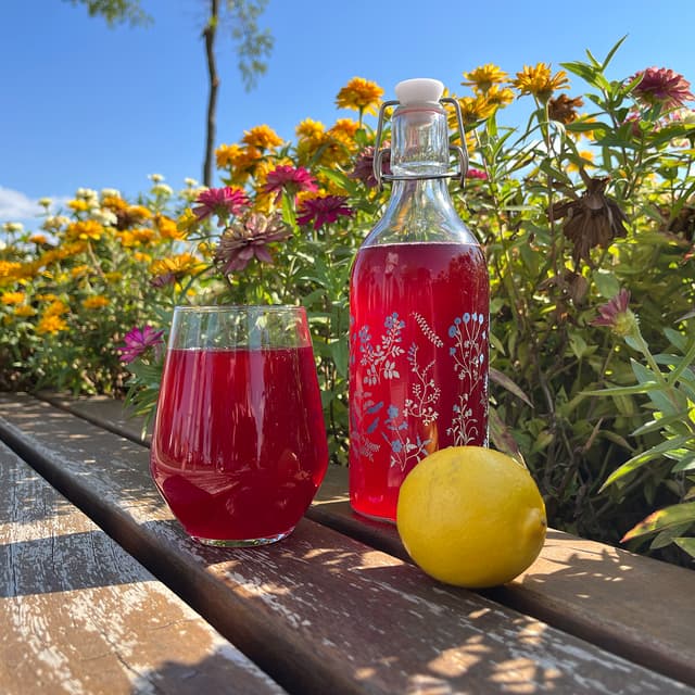 kombuha gljiva prodaja